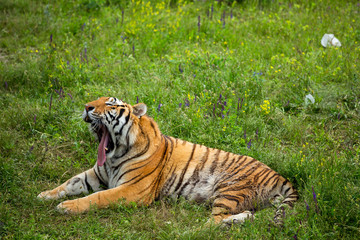 Fototapeta na wymiar Tiger on the grass