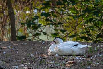 Black and white duck resting. Aranjuez. Madrid's community. Spain,