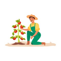 Male farmer caring for tomatoes in the garden. Vector illustration in flat cartoon style.