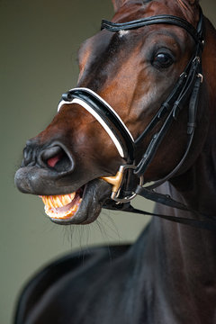 Horse in briddle smiling, closeup