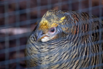 Goldfasan