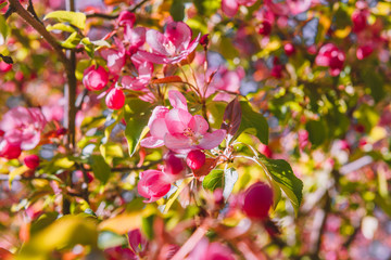 Flowers of a pink apple tree. Garden in early spring