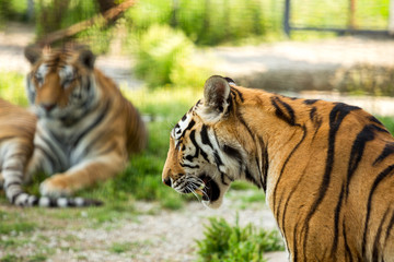 Fototapeta na wymiar two tigers