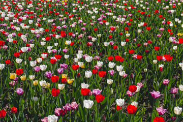 Field of multi-colored tulips. Early spring flowers