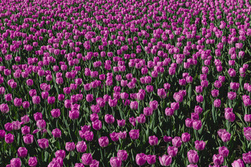Obraz premium A carpet of pink and lilac tulips. Spring flowers