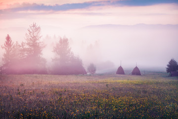 Colorful morning scene of mountain valley. Unbelievable summer sunrise in Carpathian mountains,...