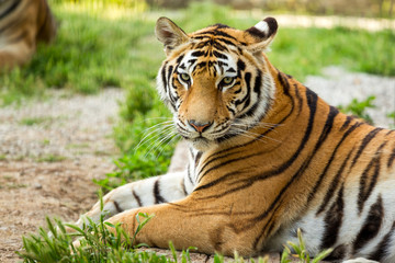 Naklejka na ściany i meble Tiger on the grass, close-up