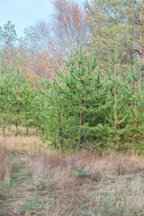 Forest landscape. Autumn coniferous forest.