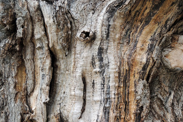 Textura de Madera III