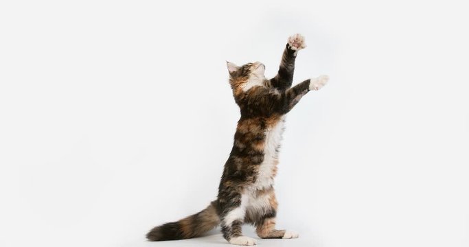 Brown Tortie Blotched Tabby and White Maine Coon Domestic Cat, Female playing against White Background, Normandy in France, Super Slow motion 4K