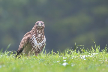 Common Buzard (Buteo buteo) in the field.