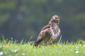 Common Buzard (Buteo buteo) in the field.