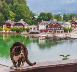 Katze beim Malerweg mit Blick auf Schönau am Königssee