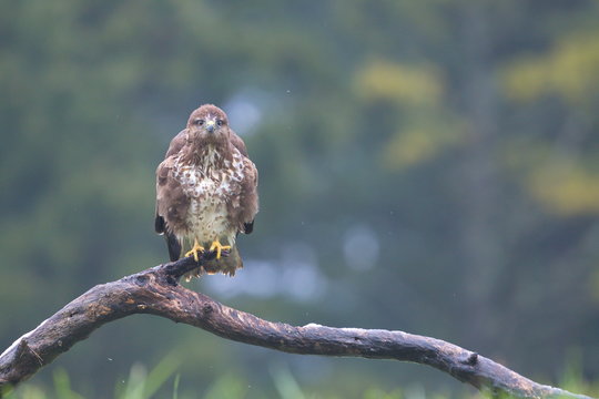 Common Buzard (Buteo buteo) in the field.