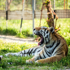 Obraz premium Tiger on the grass