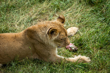 Fototapeta premium lioness on green grass