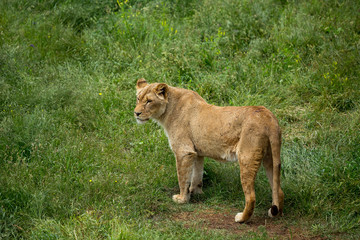 Fototapeta na wymiar lioness on green grass