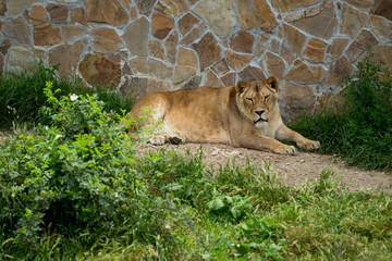 lioness on green grass