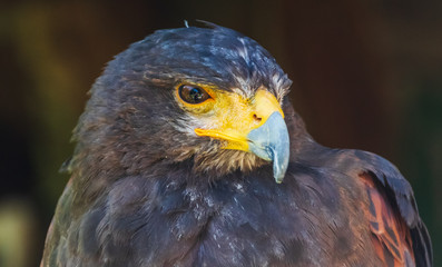 Harris's Hawk, Wüstenbussard