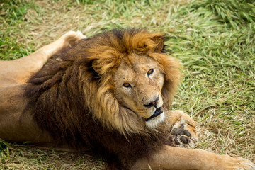 lion sitting on the grass