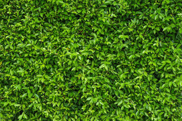 Natural green leafy wall background with dark green in garden , light green alternating with black shadow at the edges Can be used as a background image or natural image. surface for any design. - Powered by Adobe