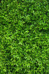 Fototapeta na wymiar Natural green leafy wall background with dark green in garden , light green alternating with black shadow at the edges Can be used as a background image or natural image. surface for any design.