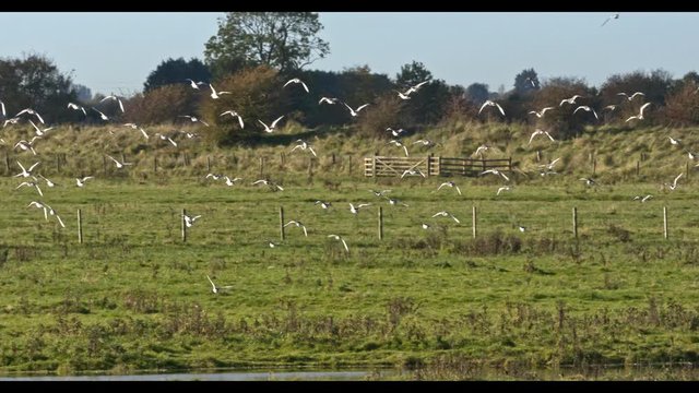 Black/Bar tailed Godwit birds, massing and flying over inshore freshwater wetlands.  Slow motion 150fps.