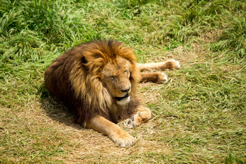 lion sitting on the grass