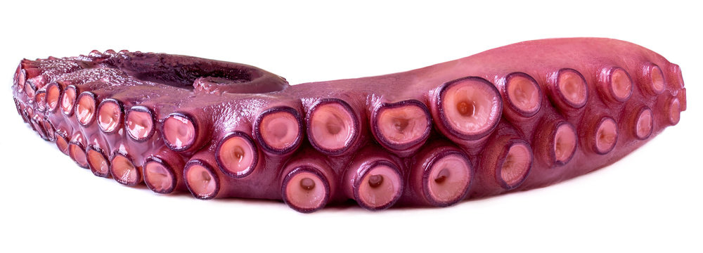 Tentacles of octopus isolated on white background closeup.  Sea food