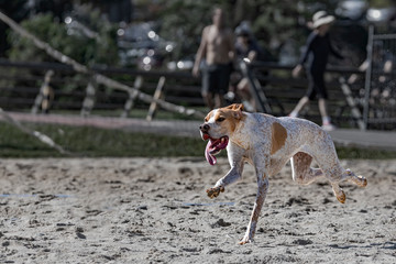 A dog enjoying freedom running wild in a park