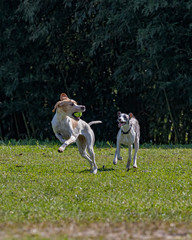 Obraz na płótnie Canvas Two dogs fooling around with a ball