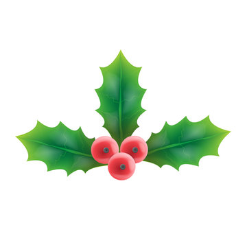 Vector realistic plant holly or mistletoe, single branch with red berries and green leaves. Christmas and New Year holiday celebration symbol. Isolated illustration on white background