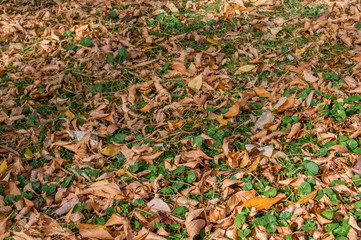 background with leaf litter in a garden area in Madrid