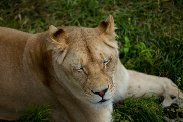 Obraz na płótnie Canvas lioness on green grass