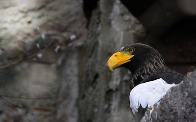 Eagle on the rocks