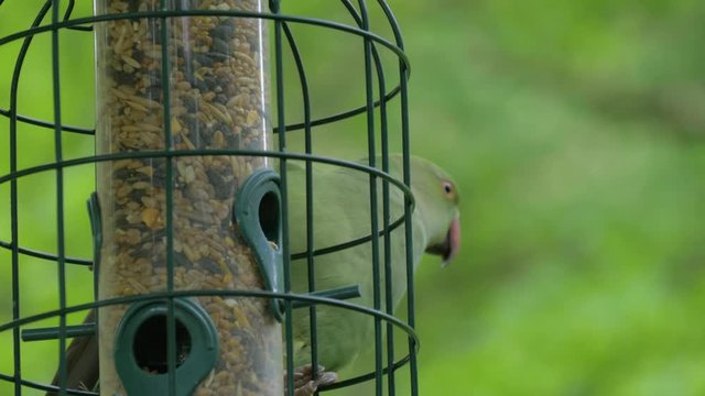 Close-up green tropical parrot near the feeding trough. Green parrot climbs a feeding trough in the garden. A beautiful ring-necked, or rose-ringed Parakeet feeding from a seed feeder.