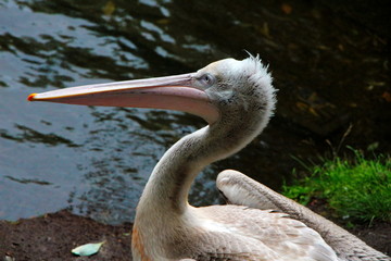 white pelican