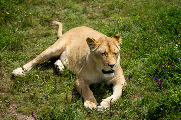 Fototapeta na wymiar lioness on green grass