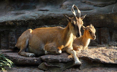 Mother goat and child goat on rock