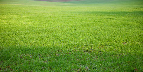 Fototapeta premium Pole młodej pszenicy. Tło zielona trawa