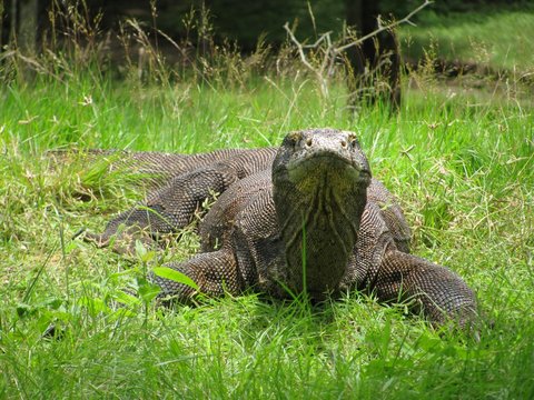 Komomdo Waran Indonesien Reptilien selten