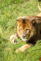 lion sitting on the grass