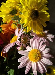 bouquet of flowers,chrysanthemum,multi colored,