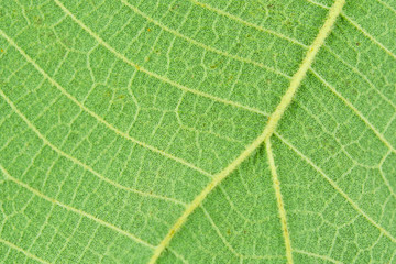 Macro close-up green leaf texture background