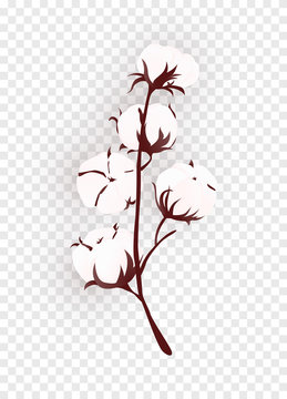 Isolated cotton plant branch