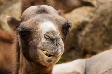 Obraz premium Trampeltier (Camelus ferus)