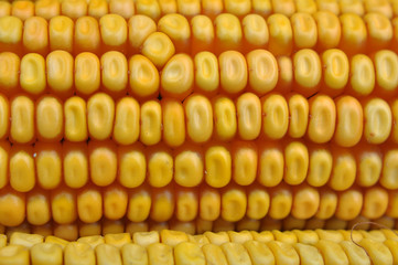 Corn cob closeup