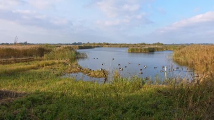 Ducks and wildfowl birds, in natural inland waterway environment. Panorama in beautiful natural light.