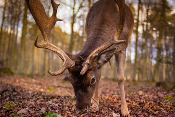 Europäischer Damhirsch (Dama dama dama) © Jearu