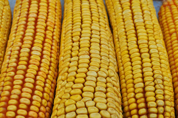 Corn cob closeup